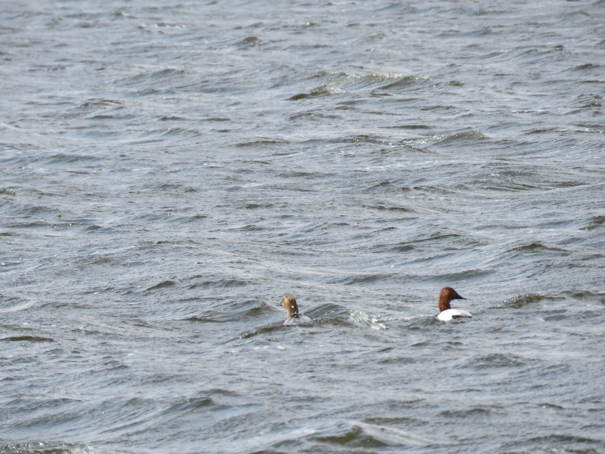 Canvasback - Jason Hill