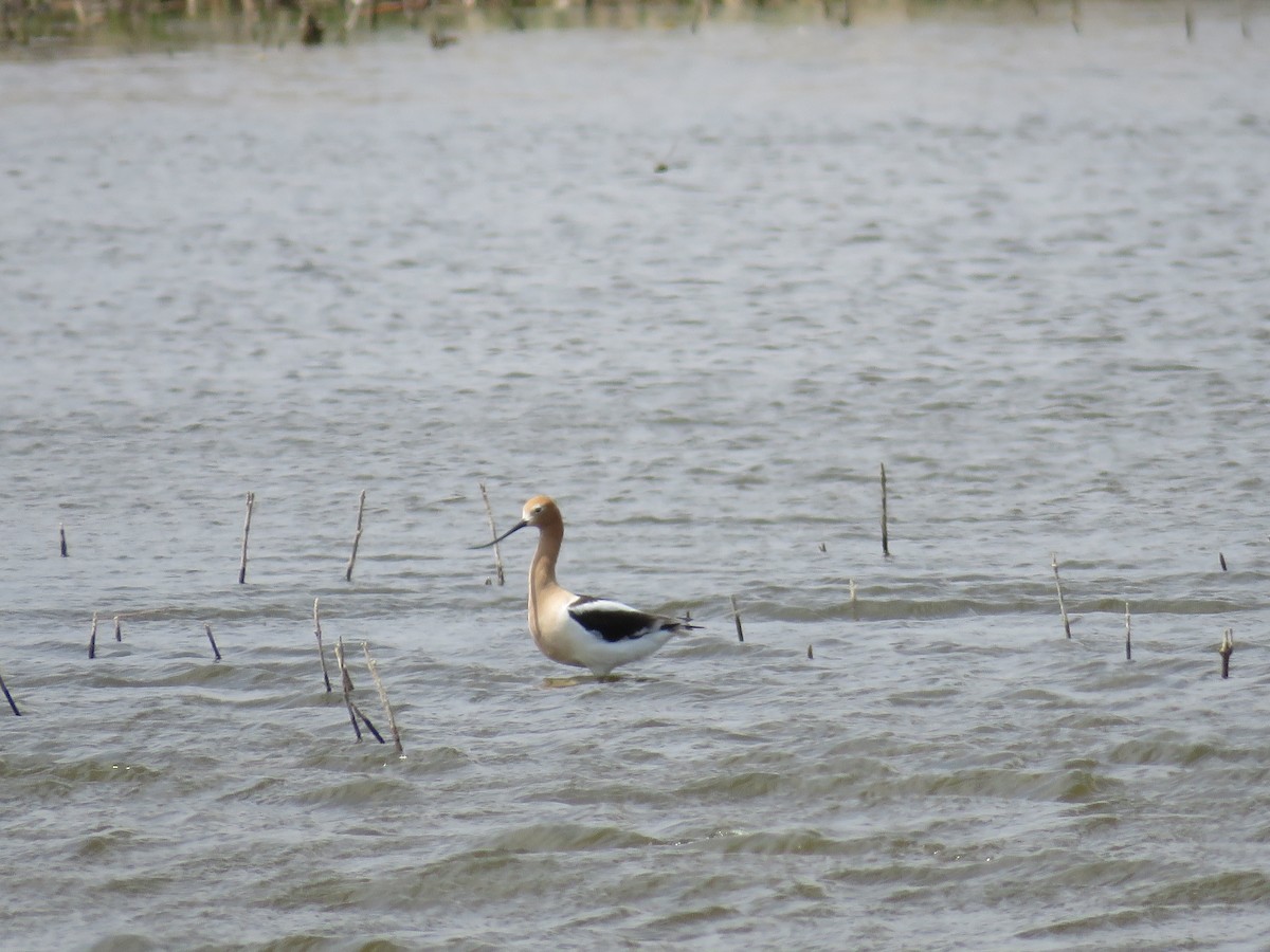 Avocette d'Amérique - ML29074261