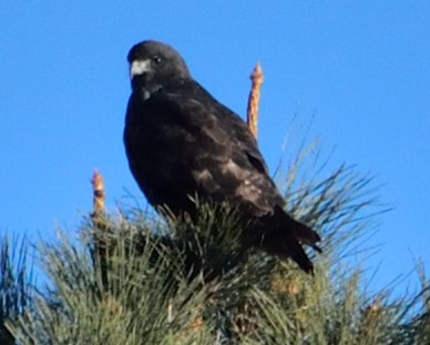 Red-tailed Hawk (Harlan's) - ML290743841