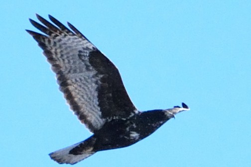Red-tailed Hawk (Harlan's) - ML290743851