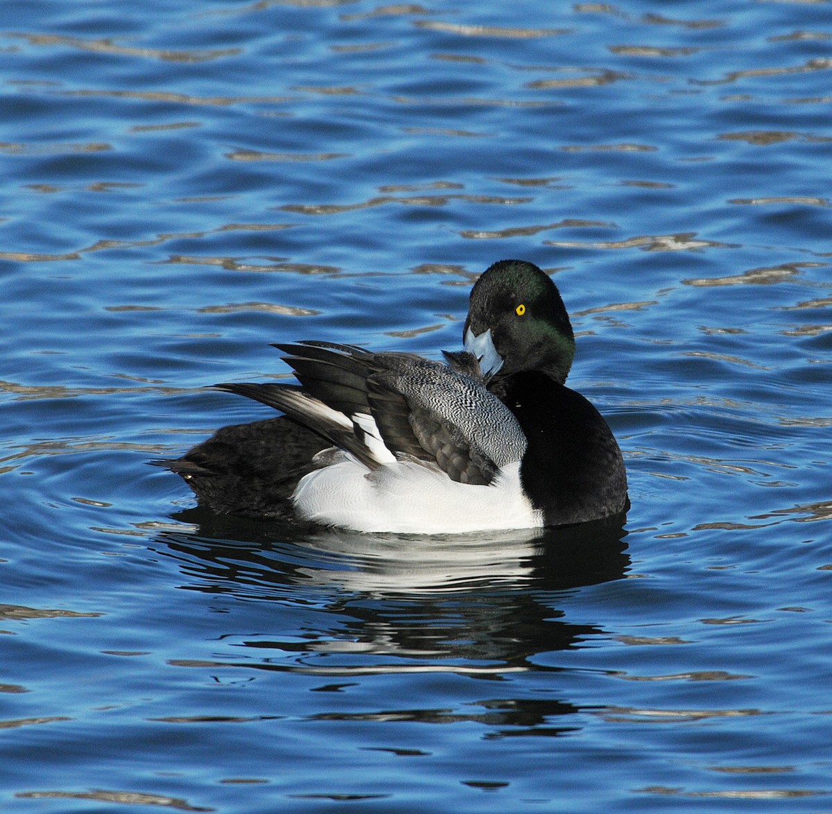 Greater Scaup - ML290745841