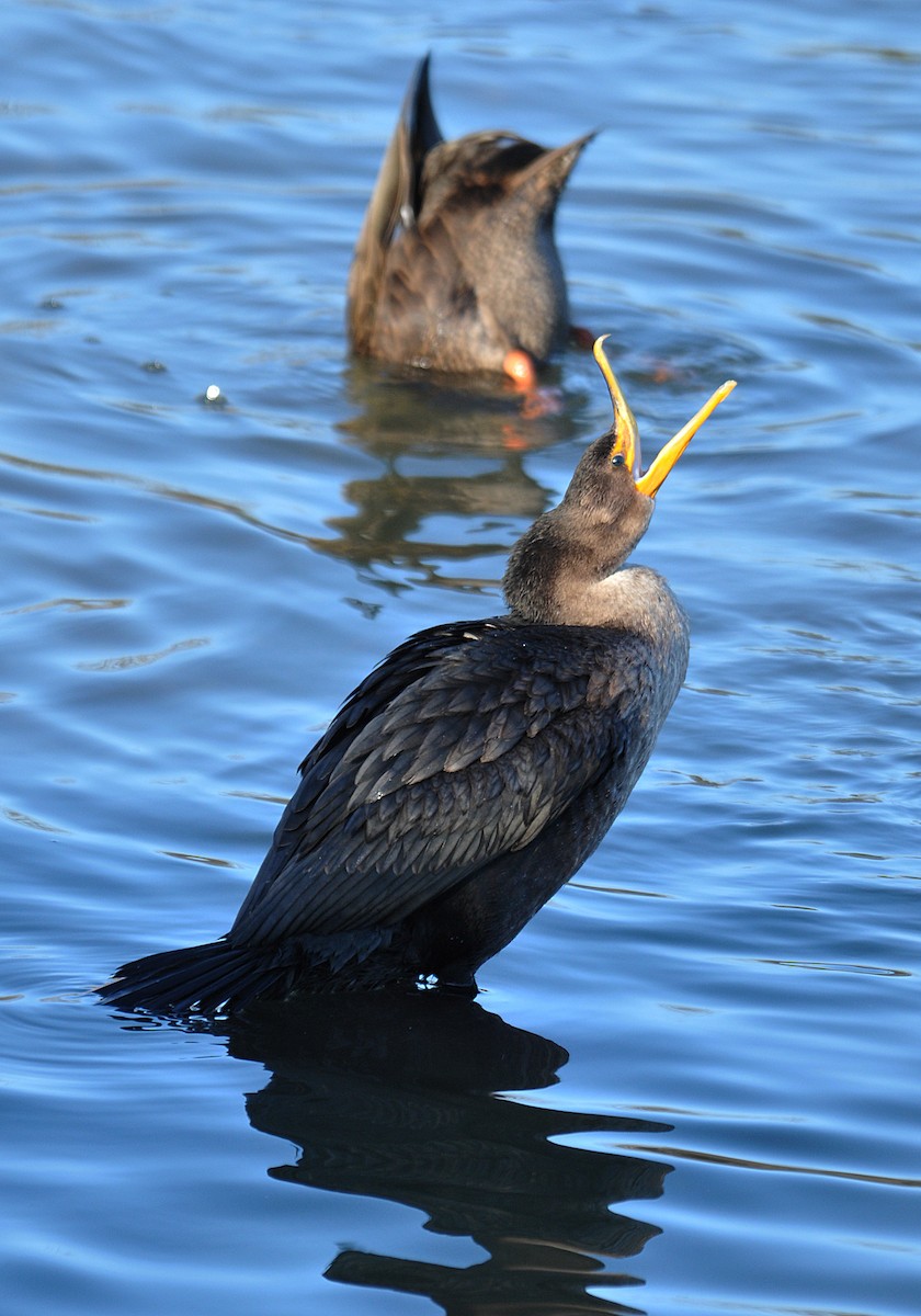 Double-crested Cormorant - ML290745911