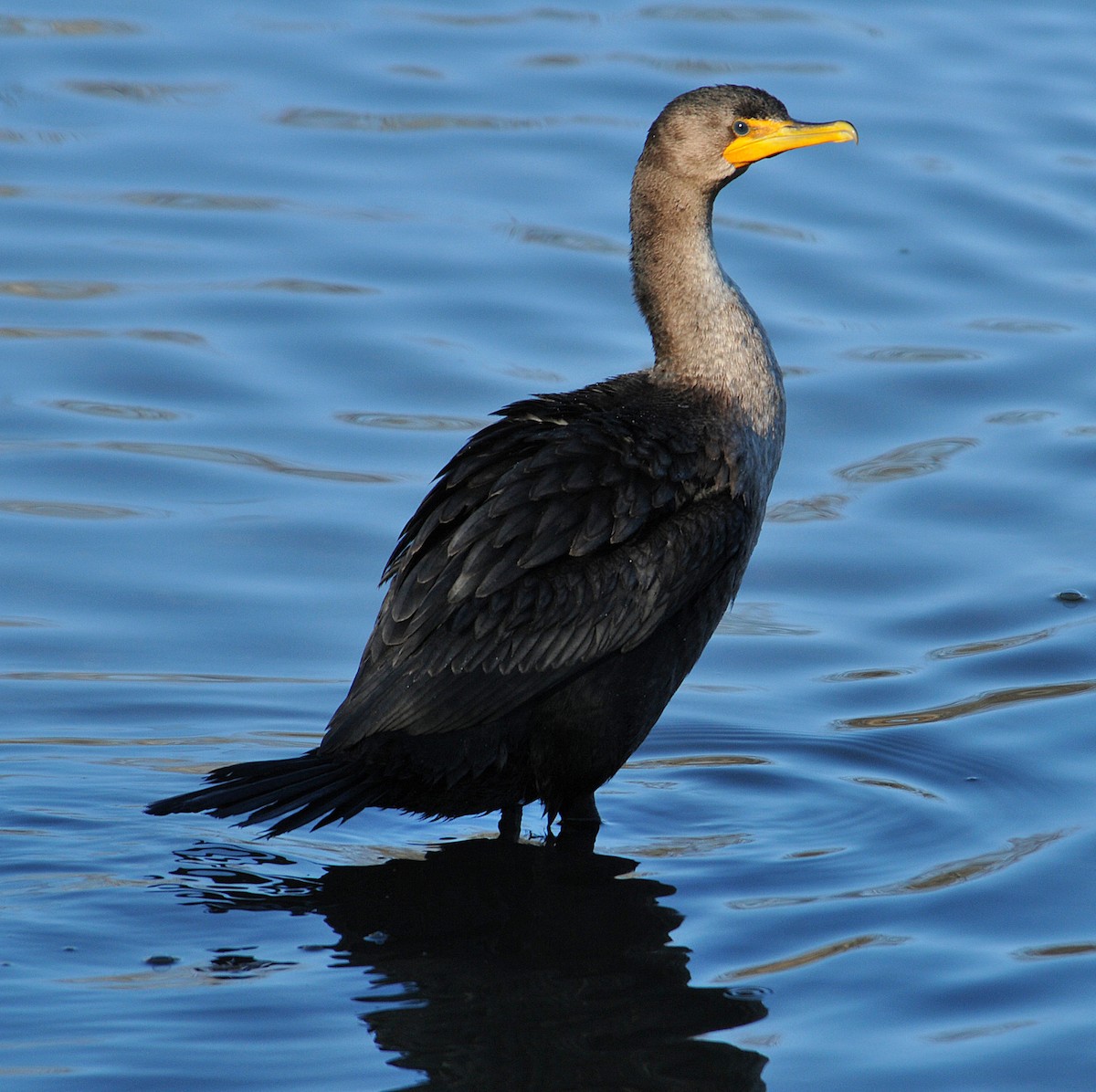 Double-crested Cormorant - ML290745931