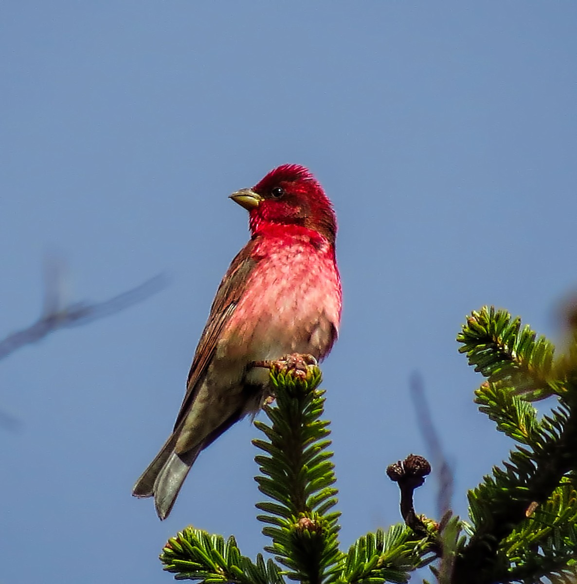 Common Rosefinch - ML290747161