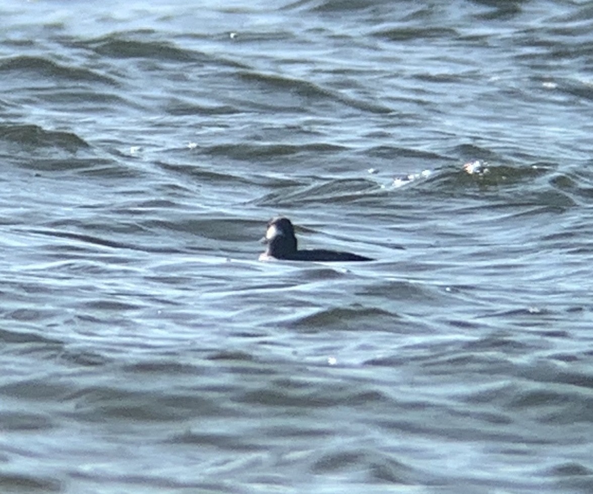 Bufflehead - David McQuade