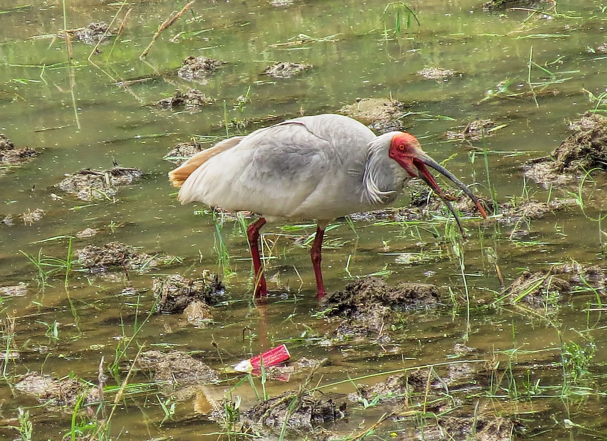 Crested Ibis - Joelle Buffa Clyde Morris