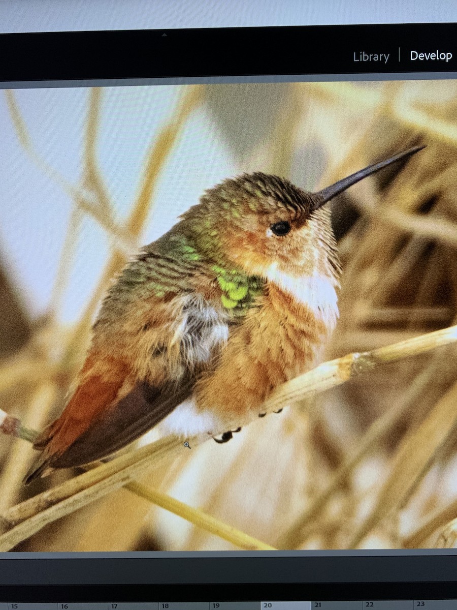 Allen's Hummingbird - ML290750011