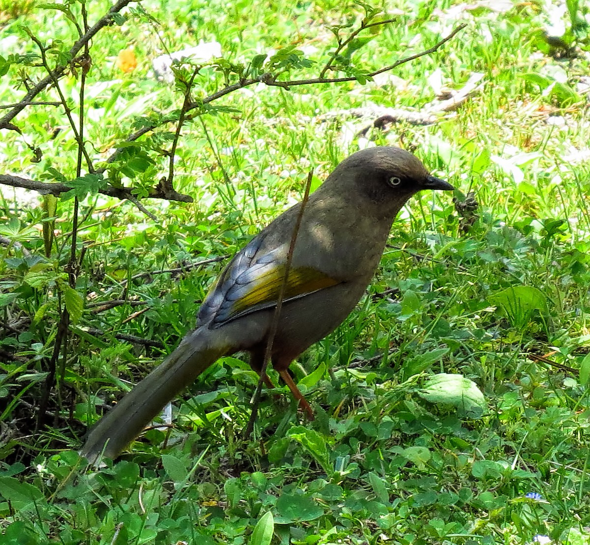 Elliot's Laughingthrush - Joelle Buffa Clyde Morris