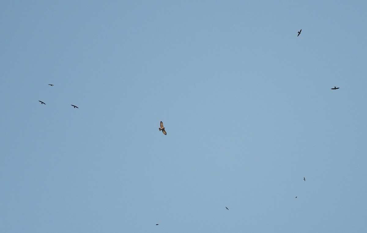 Broad-winged Hawk - ML290751241