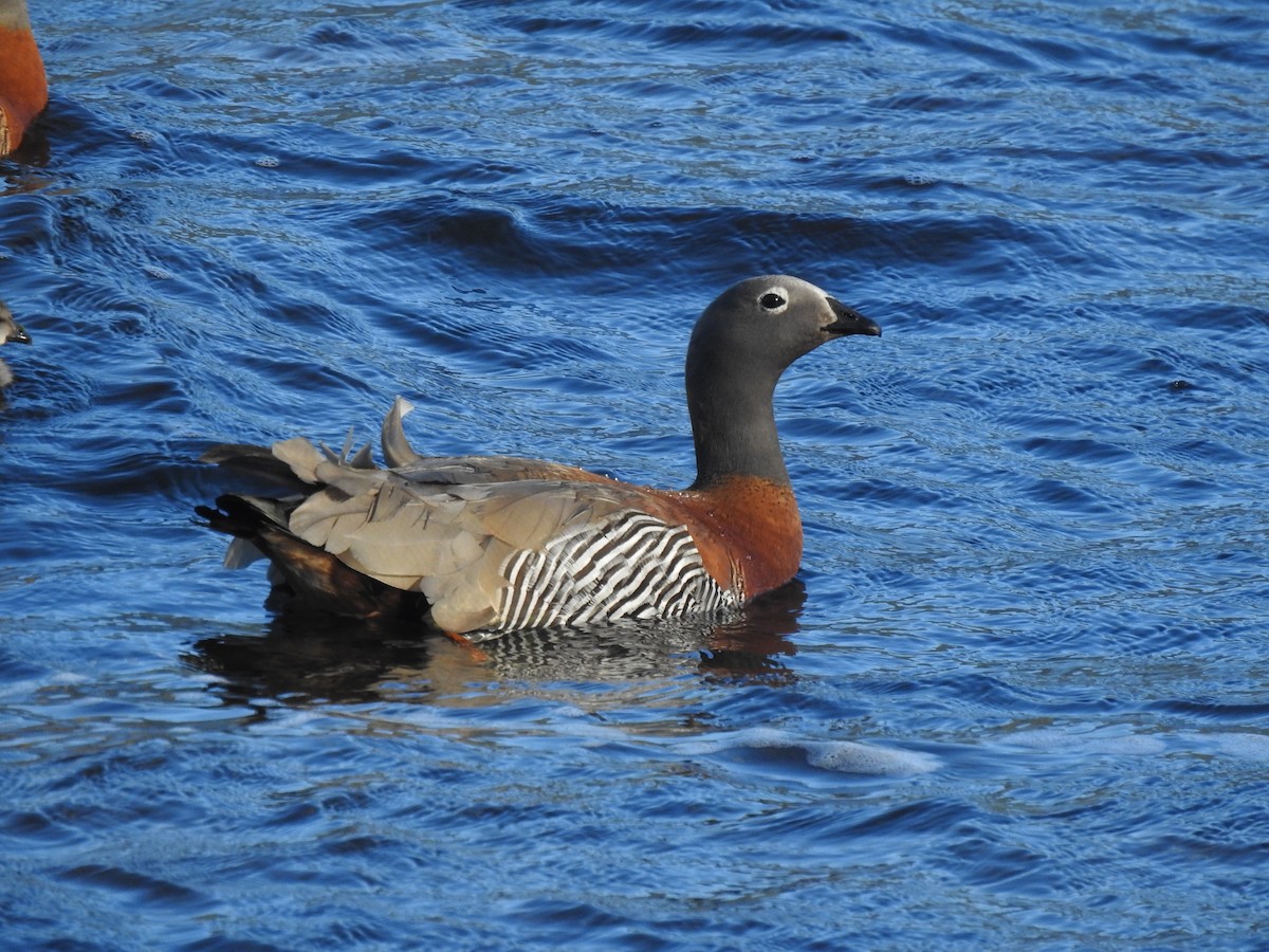 Ashy-headed Goose - ML290751671