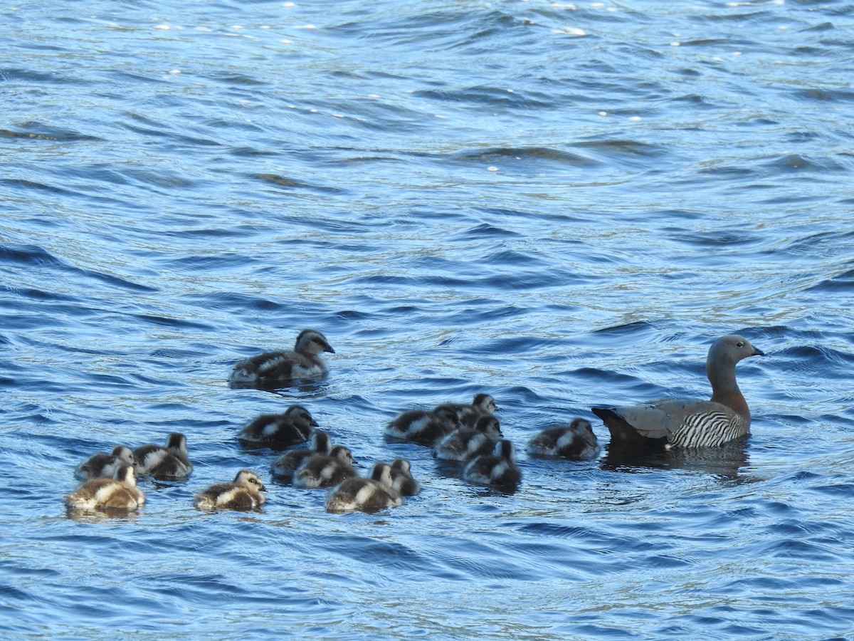 Ashy-headed Goose - ML290751701