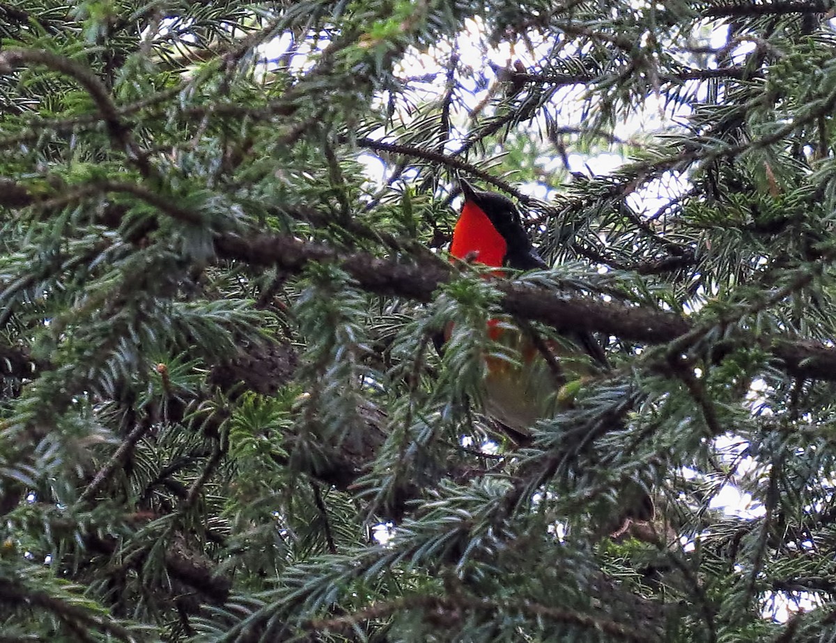 Firethroat - Joelle Buffa Clyde Morris