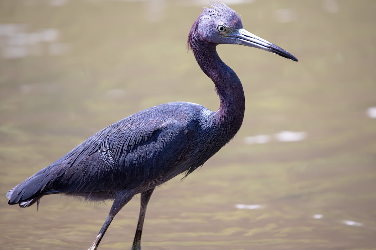 Little Blue Heron - ML290752191