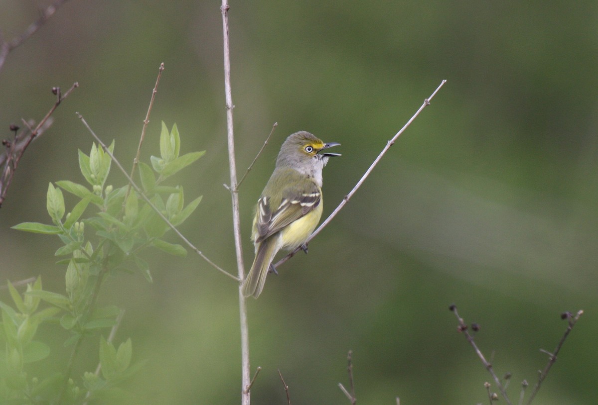 White-eyed Vireo - Brad Carlson