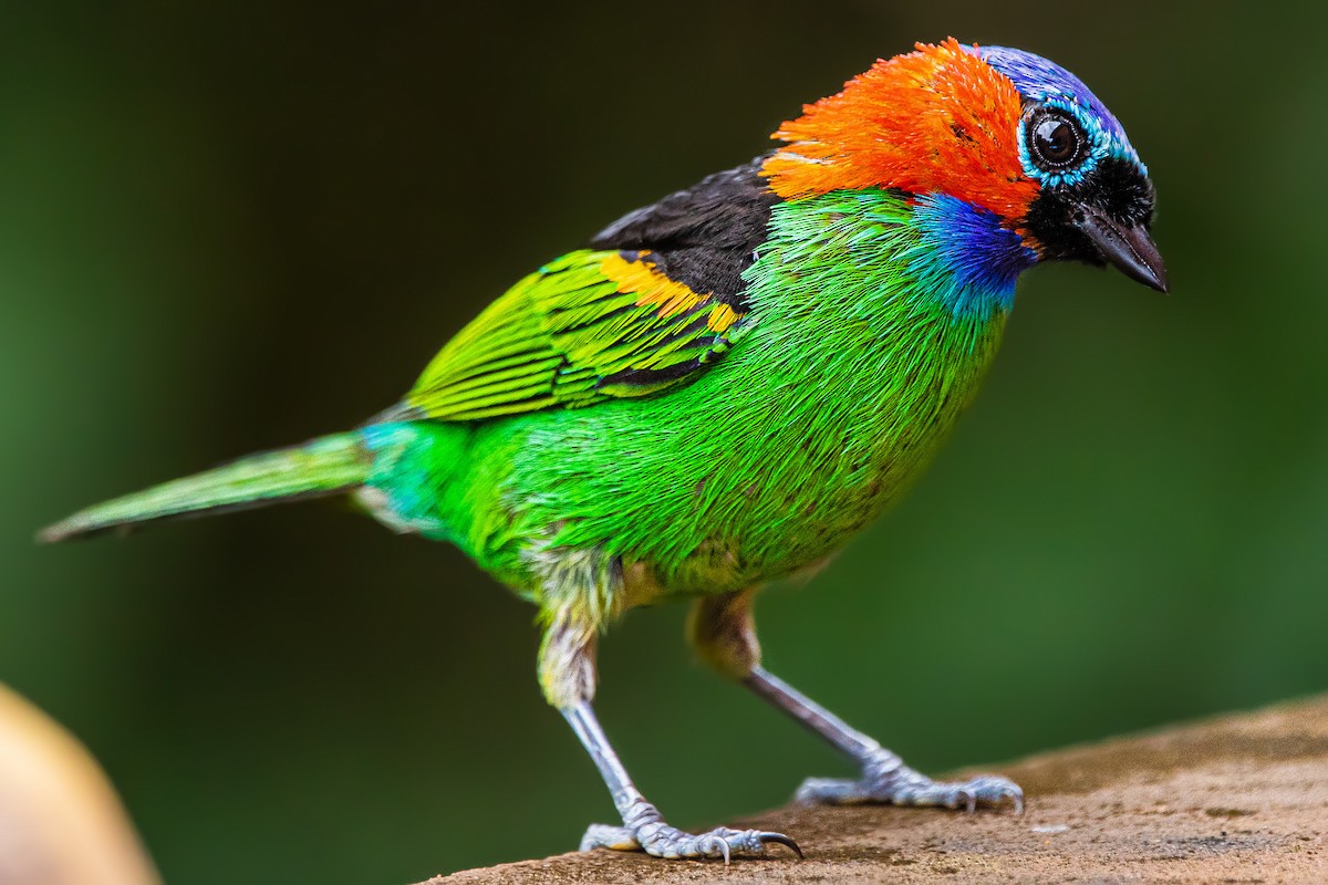 Red-necked Tanager - ML290753111