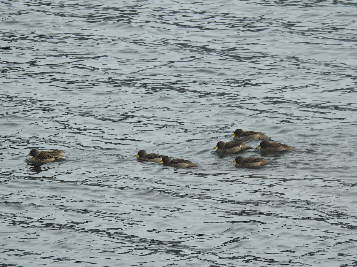 Yellow-billed Teal - Nicolás  Carrasco Fredes