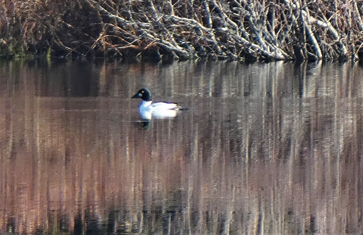 Common Goldeneye - Richard  Zielinski