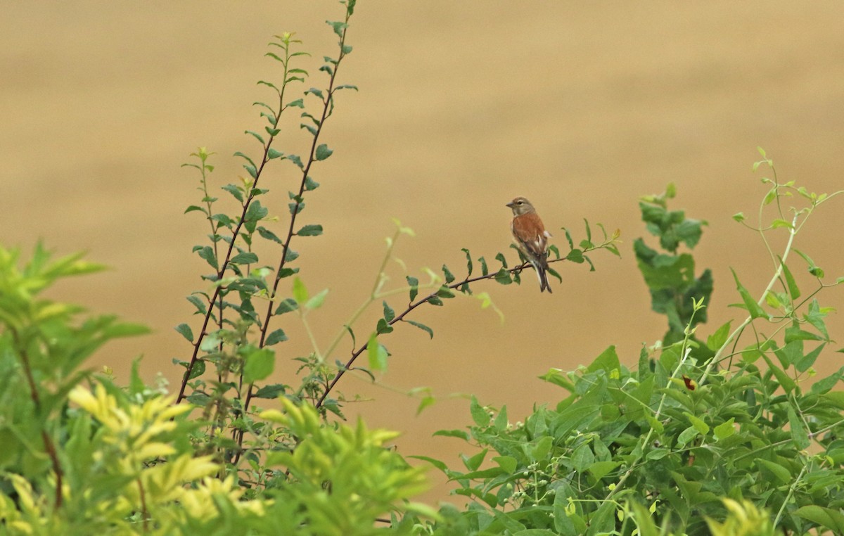 Eurasian Linnet - ML290754541