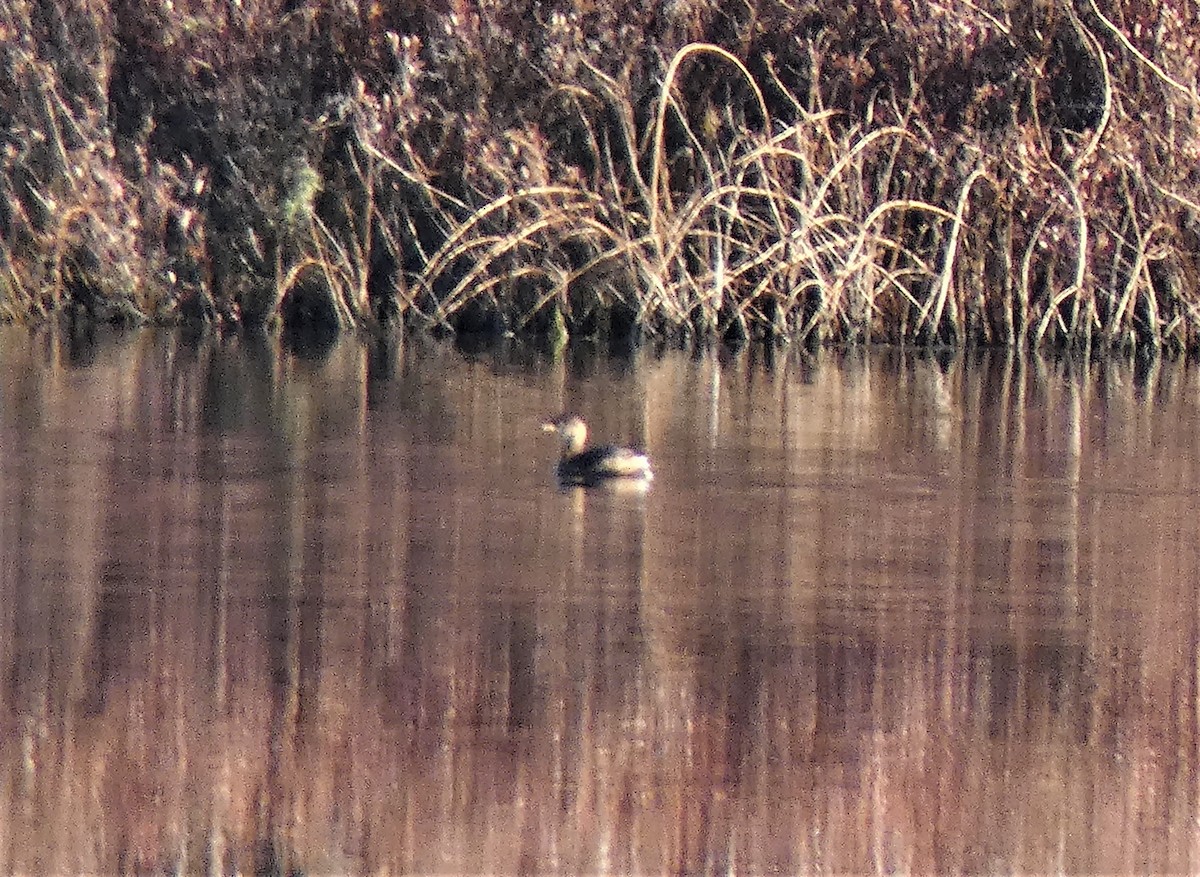 Pied-billed Grebe - ML290754621