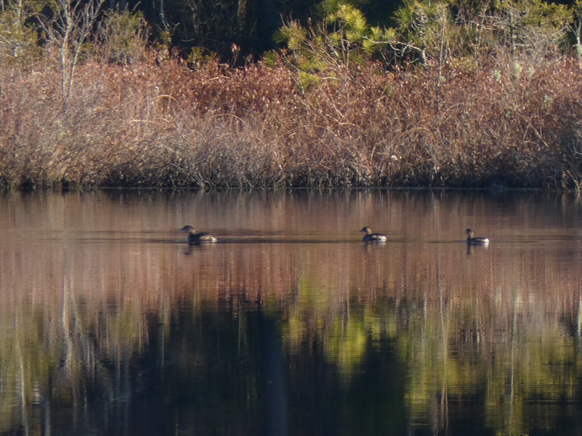 Pied-billed Grebe - ML290754661