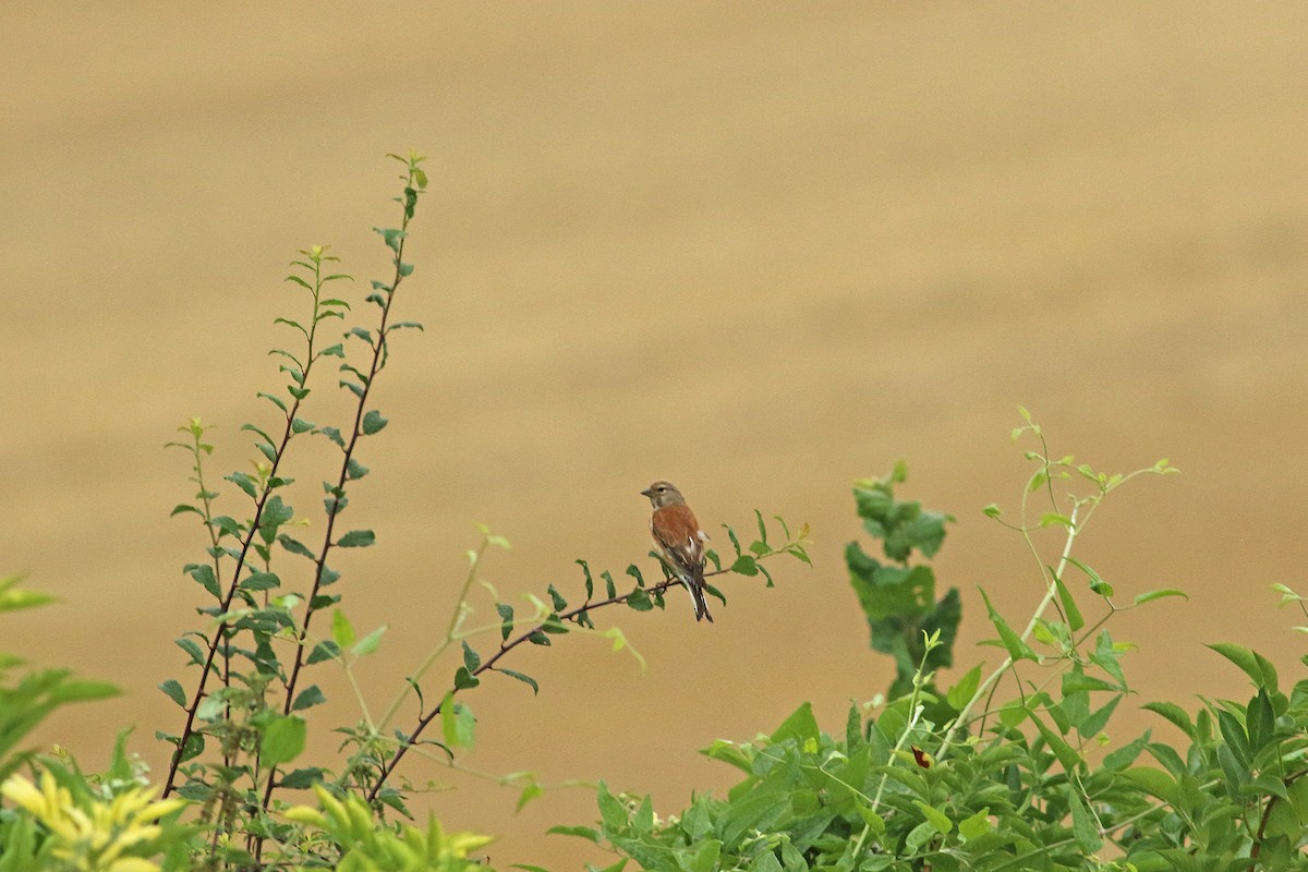 Eurasian Linnet - ML290754671