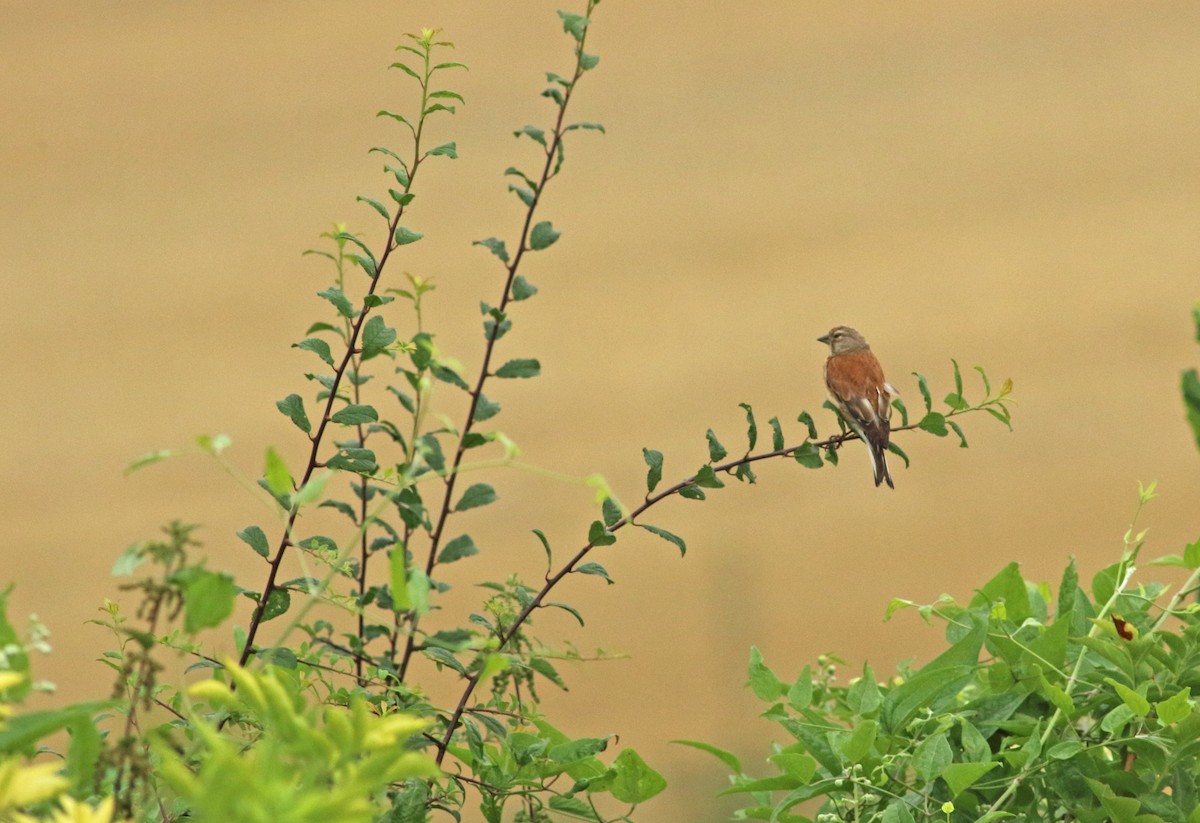 Eurasian Linnet - ML290754941