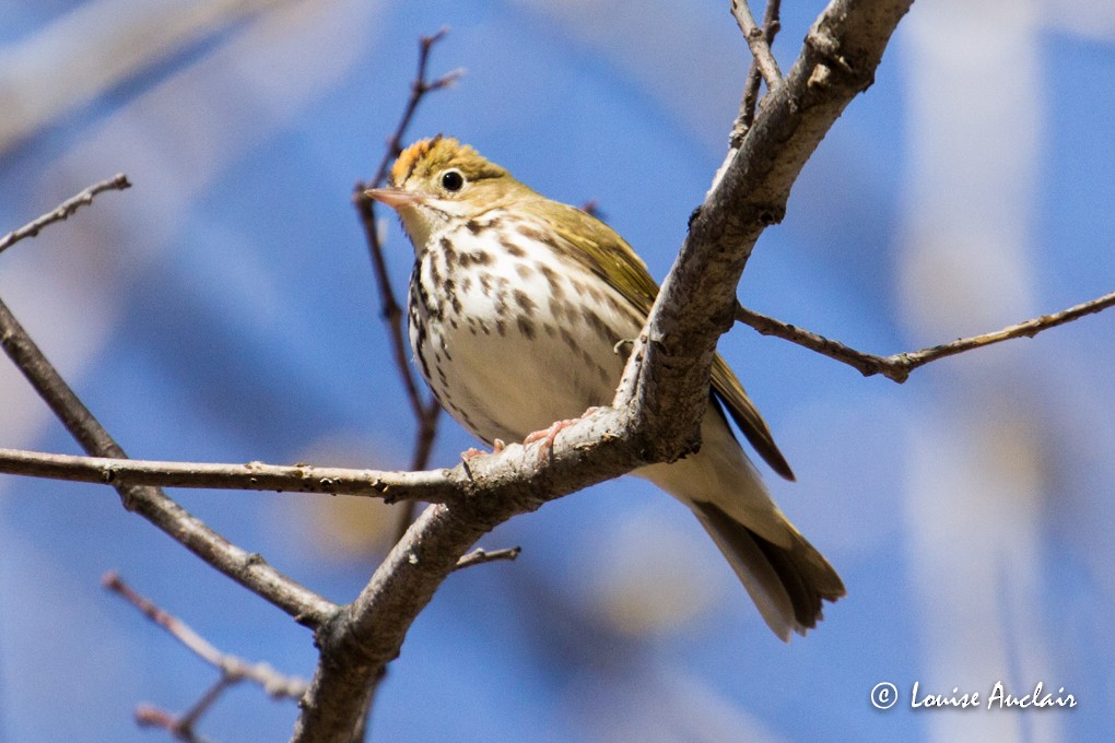 Ovenbird - ML29075711