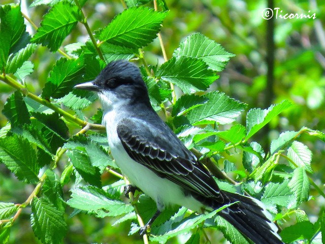 Eastern Kingbird - ML29075801