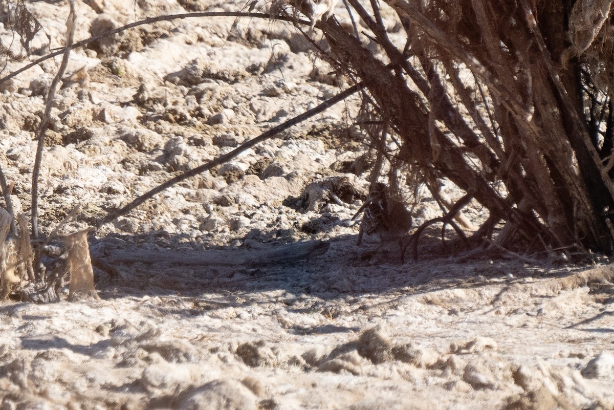 Wilson's Snipe - ML290758081