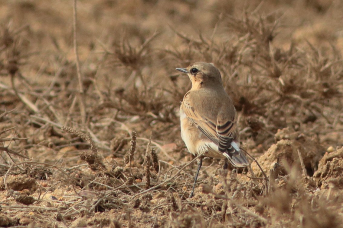 Northern Wheatear - ML290760131