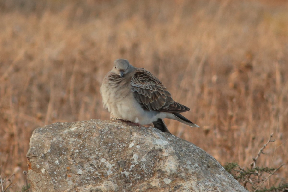 European Turtle-Dove - ML290760791