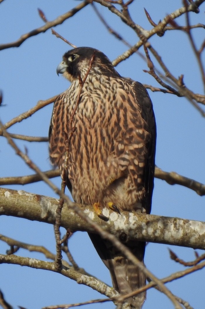 Peregrine Falcon - ML290761421