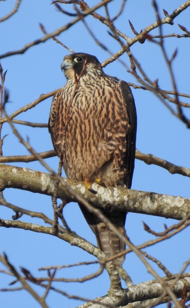 Peregrine Falcon - ML290761431