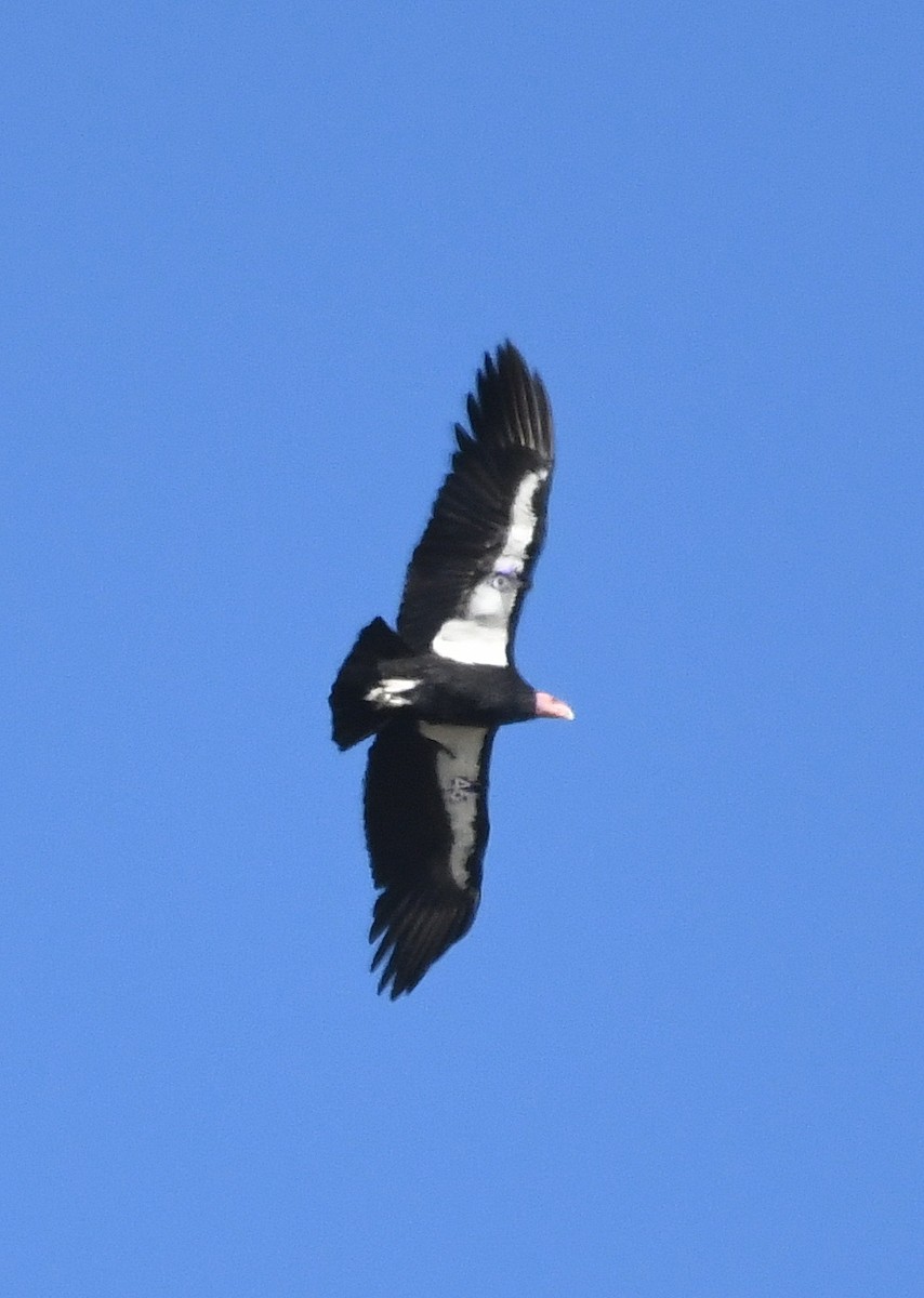 Cóndor Californiano - ML290762651