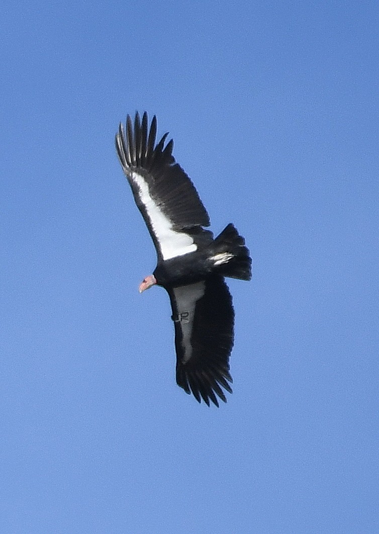 Cóndor Californiano - ML290762741