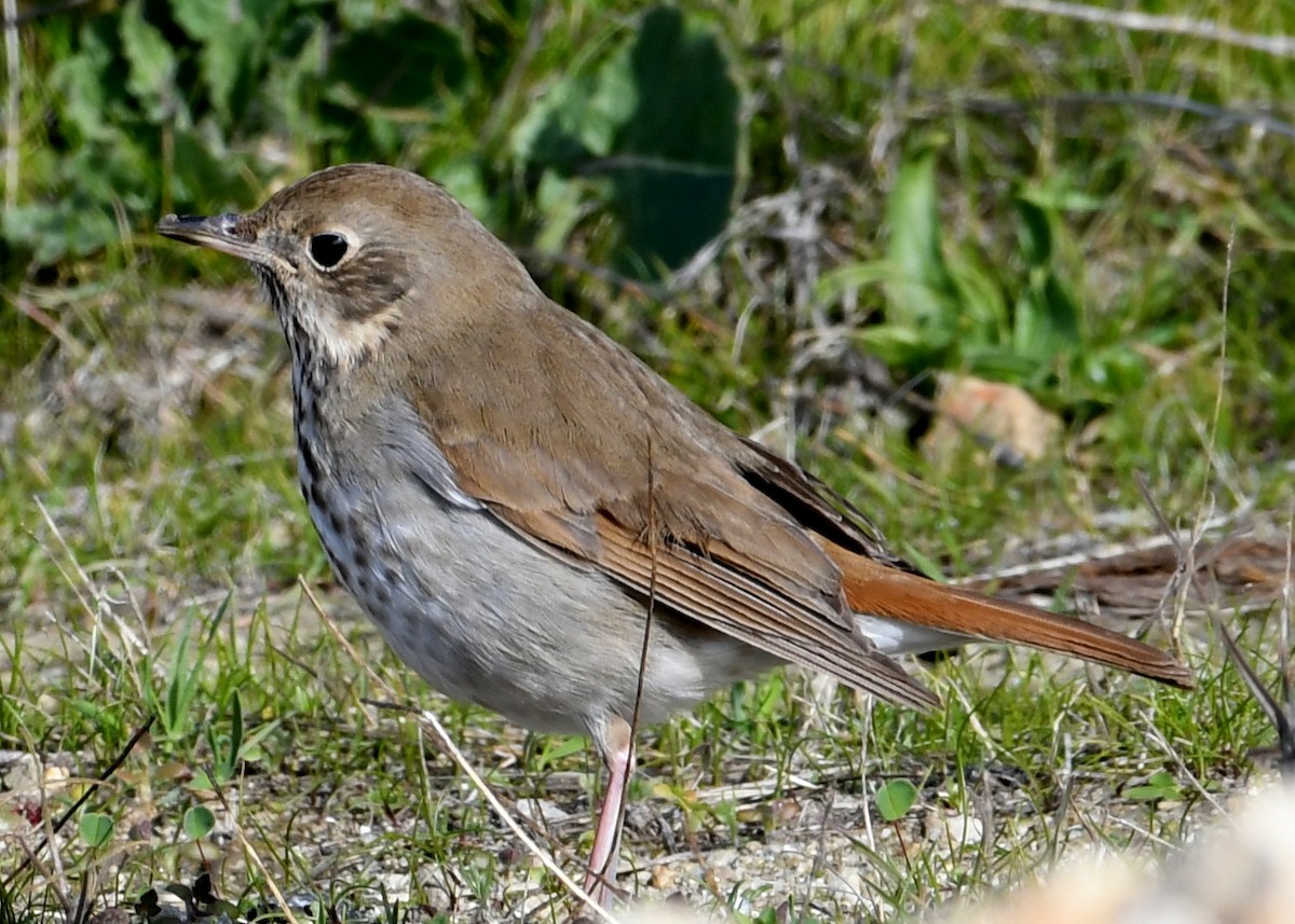 Hermit Thrush - ML290762811