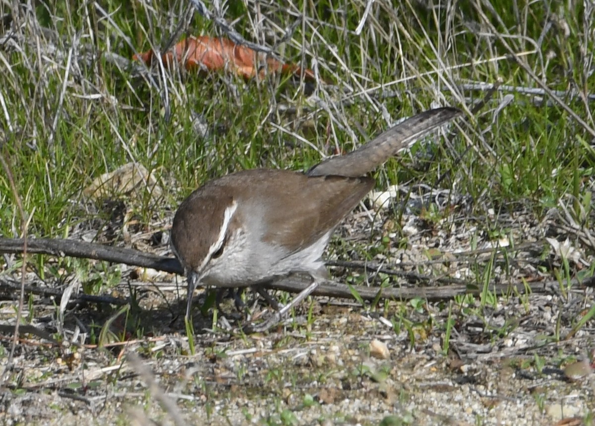 Bewick Çıtkuşu - ML290762881