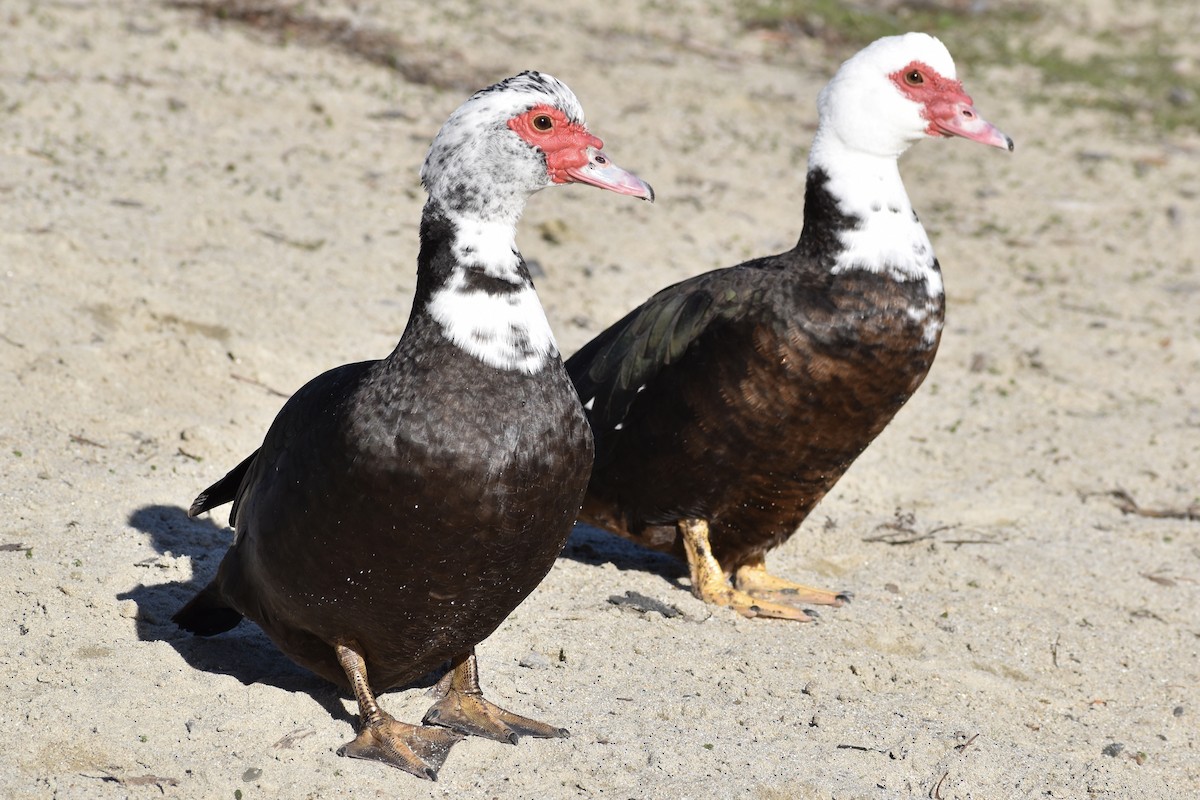 Muscovy Duck (Domestic type) - Michelle Thurber