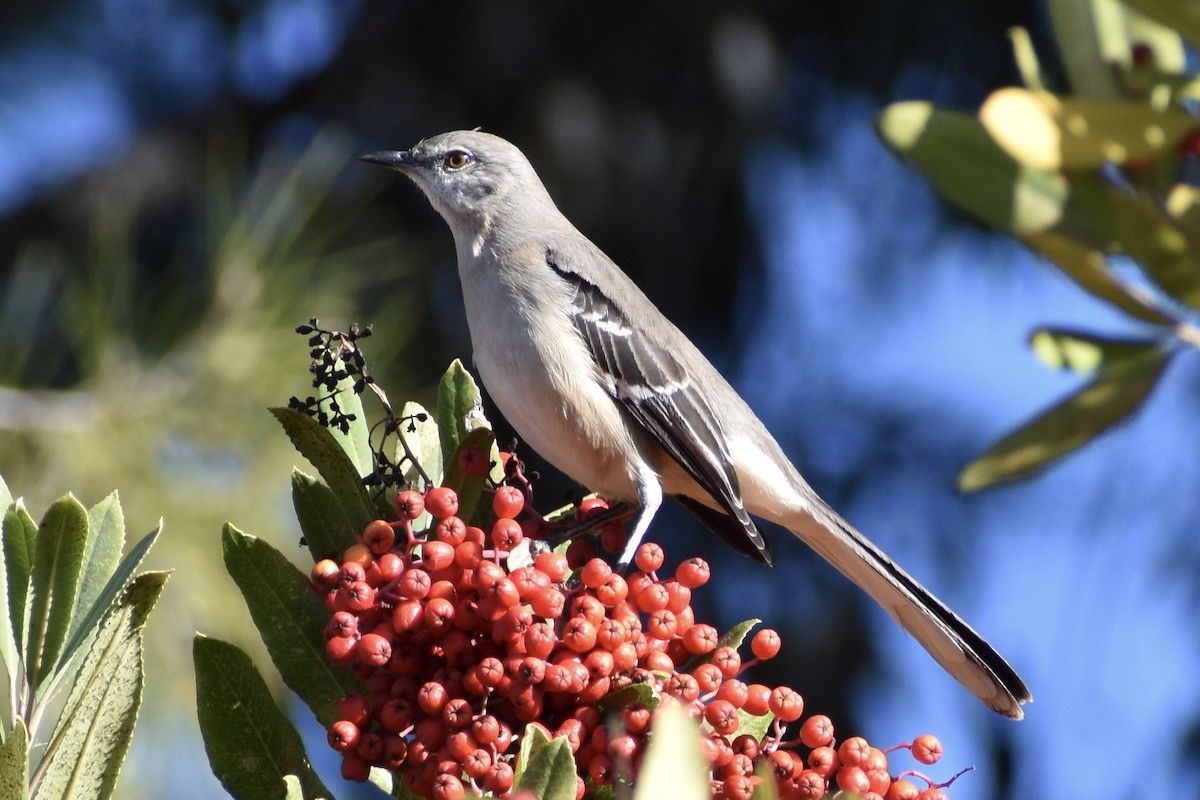 Northern Mockingbird - ML290764071