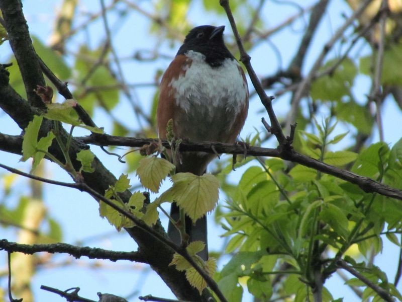 Eastern Towhee - Tracy The Birder