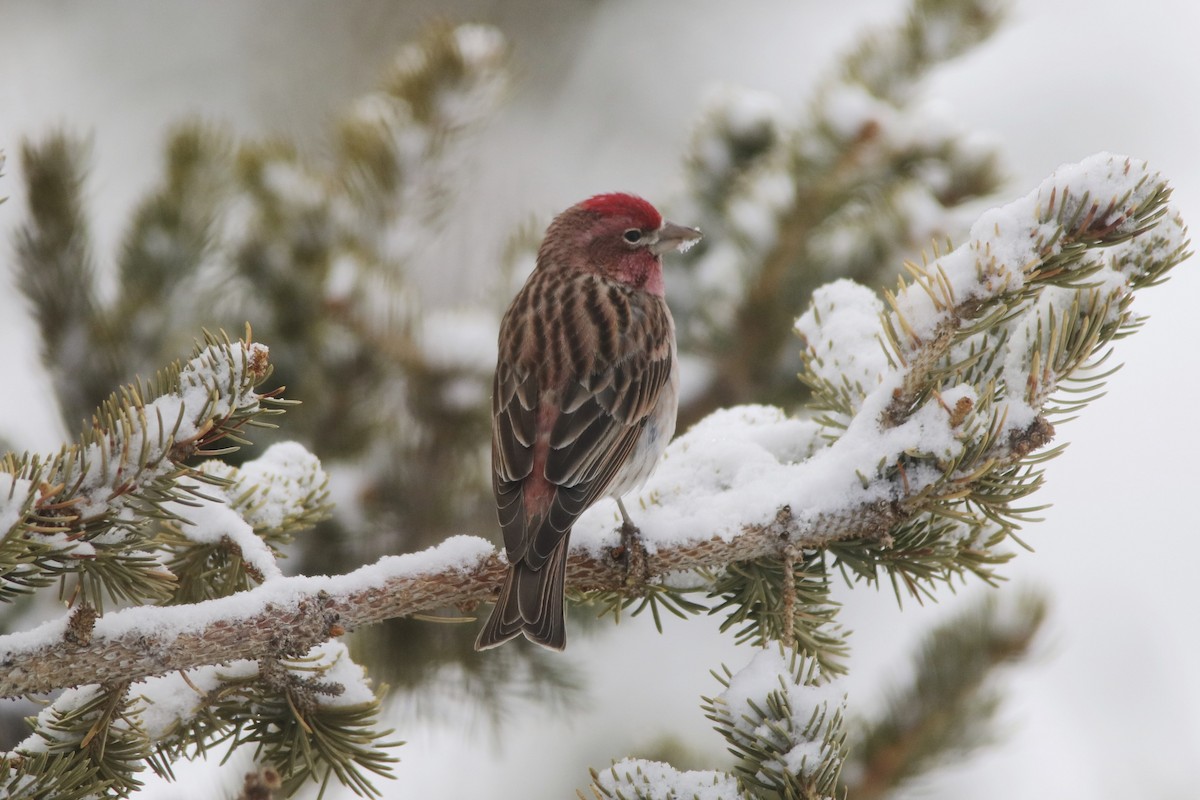 Cassin's Finch - David Marjamaa