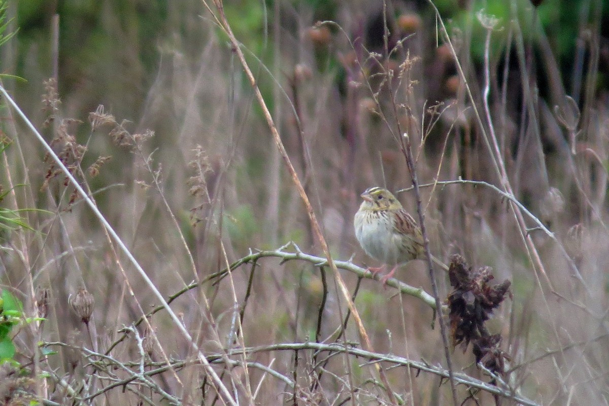 Henslow's Sparrow - ML290767911