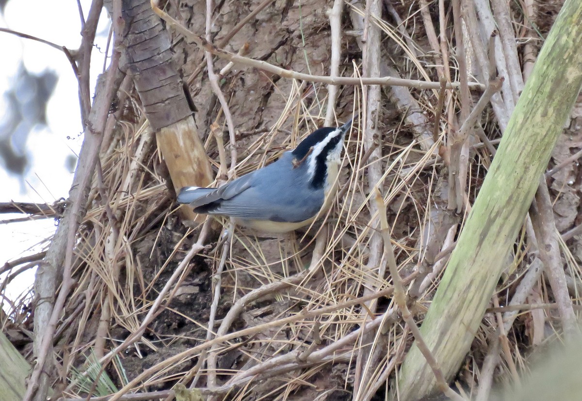 Red-breasted Nuthatch - ML290767961