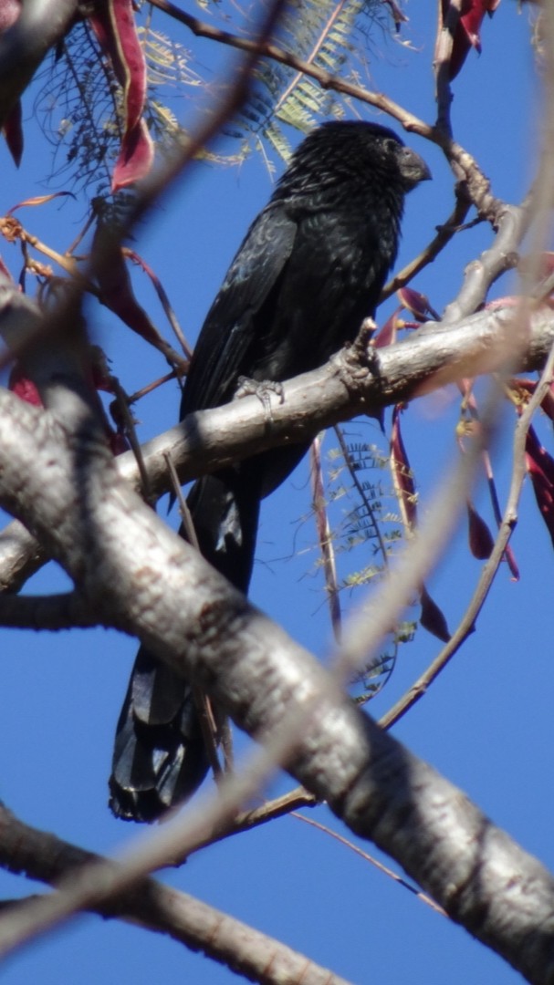 Groove-billed Ani - Justin Guzman