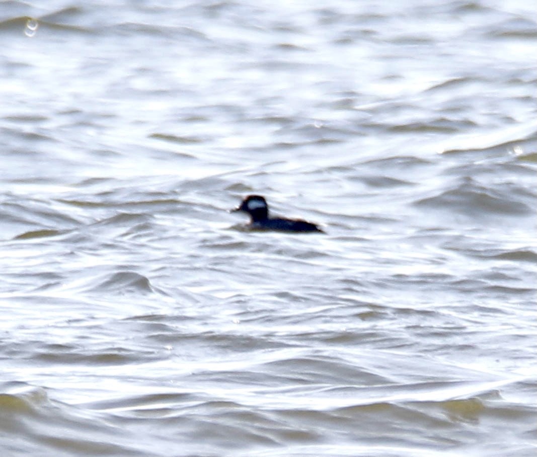 Bufflehead - ML290770181