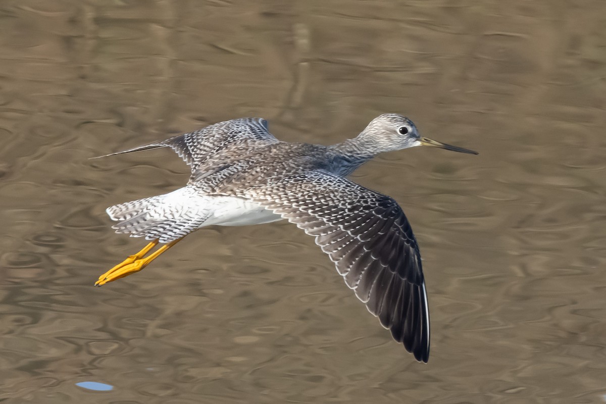 Greater Yellowlegs - ML290771791