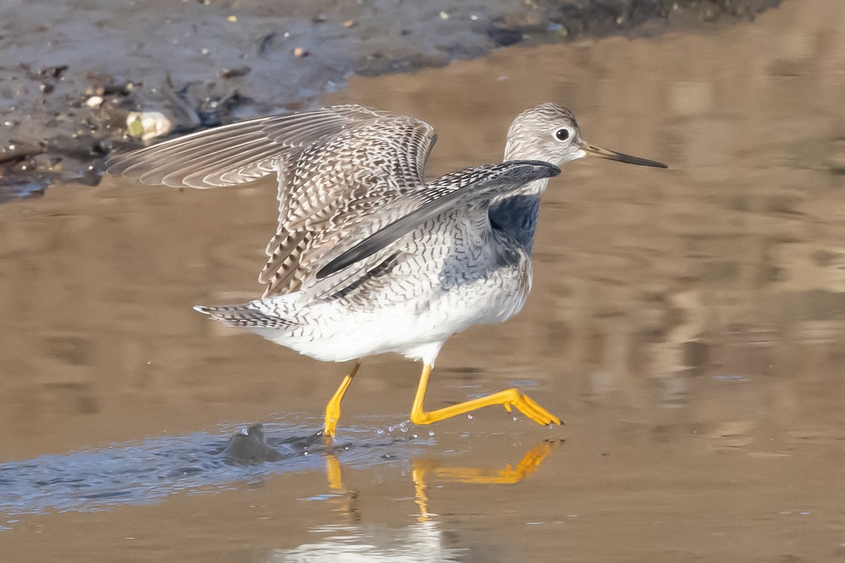 Greater Yellowlegs - ML290771841