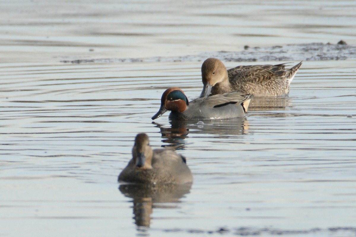 Green-winged Teal (Eurasian x American) - ML290772621