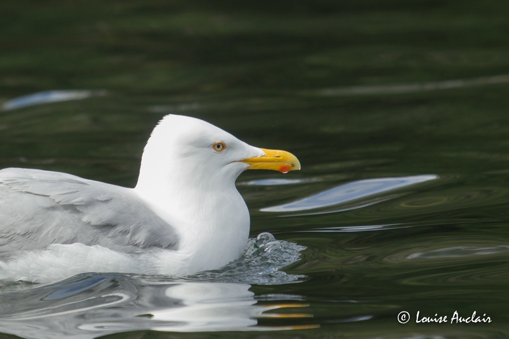 Herring Gull - ML29077351