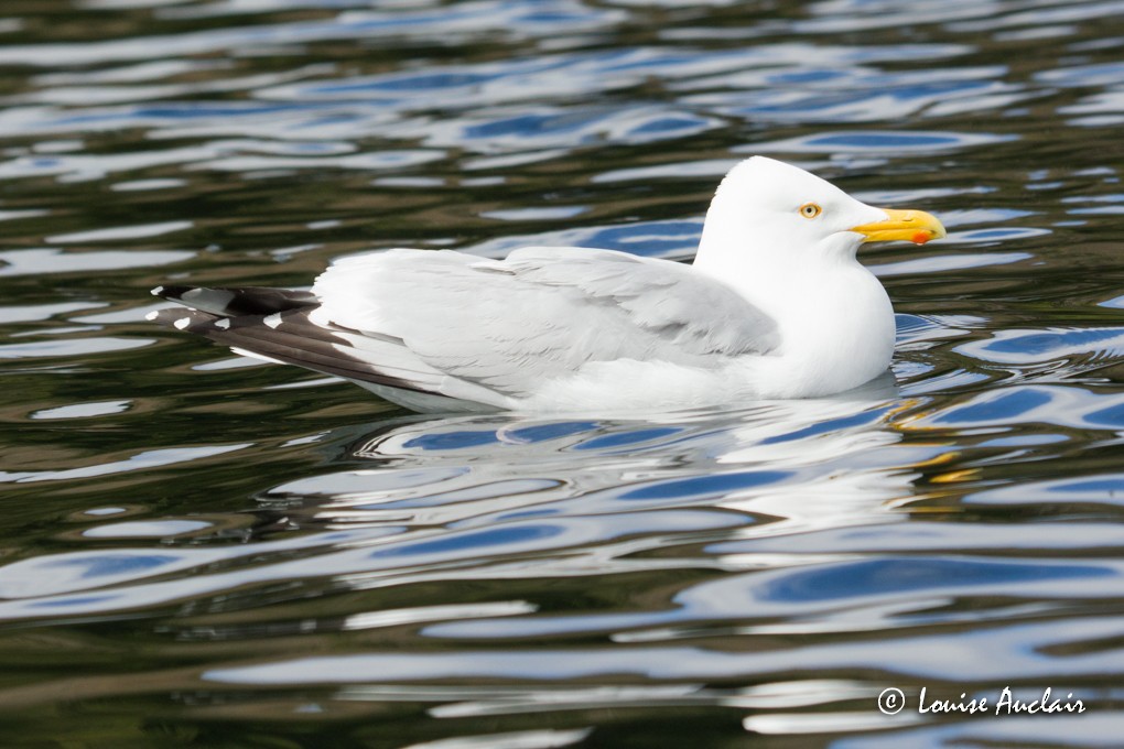 Gaviota Argéntea - ML29077361